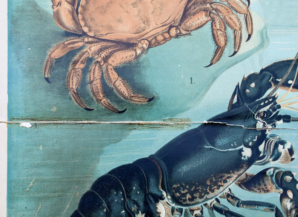 Crustaceans, Vintage Wall Chart, 1920 - Josef und Josefine