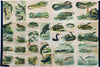 Reptiles and Amphibians, Vintage Wall Chart, 1910 - Josef und Josefine