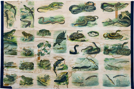 Reptiles and Amphibians, Vintage Wall Chart, 1910 - Josef und Josefine