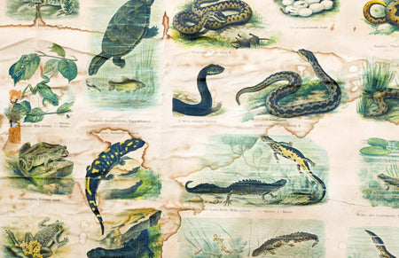 Reptiles and Amphibians, Vintage Wall Chart, 1910 - Josef und Josefine