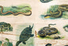 Reptiles and Amphibians, Vintage Wall Chart, 1910 - Josef und Josefine