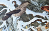 Austrian Winter Birds, Vintage Wall Chart, 1940 - Josef und Josefine