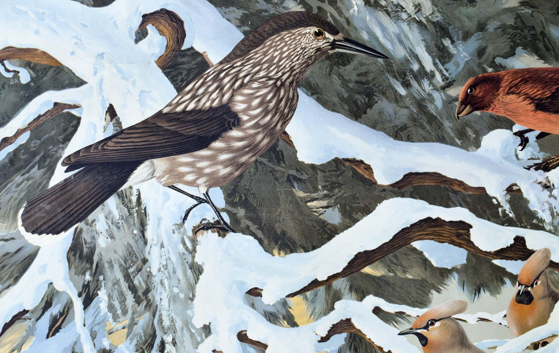 Austrian Winter Birds, Vintage Wall Chart, 1940 - Josef und Josefine