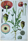 Corn Poppy, Vintage Botianical Wall Chart, 1960 - Josef und Josefine