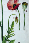 Corn Poppy, Vintage Botianical Wall Chart, 1960 - Josef und Josefine