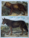 Fox and Wolf, Vintage Wall Chart, 1910 - Josef und Josefine
