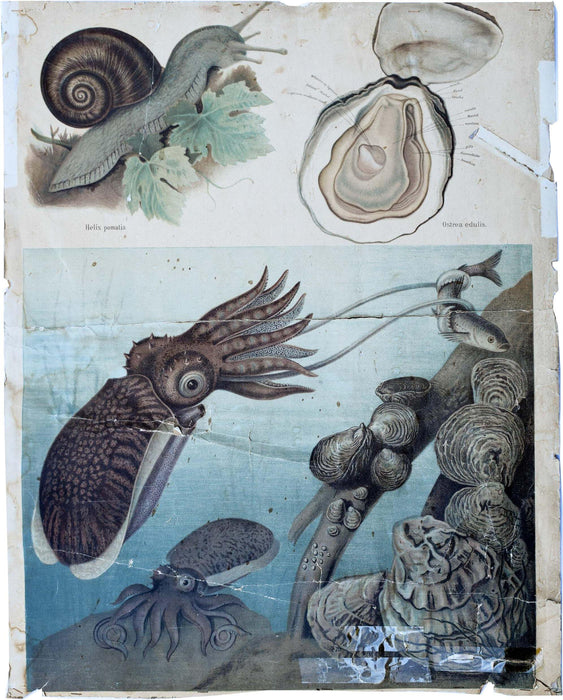 Molluscs, Vintage Wall Chart, 1880 - Josef und Josefine