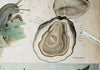 Molluscs, Vintage Wall Chart, 1880 - Josef und Josefine