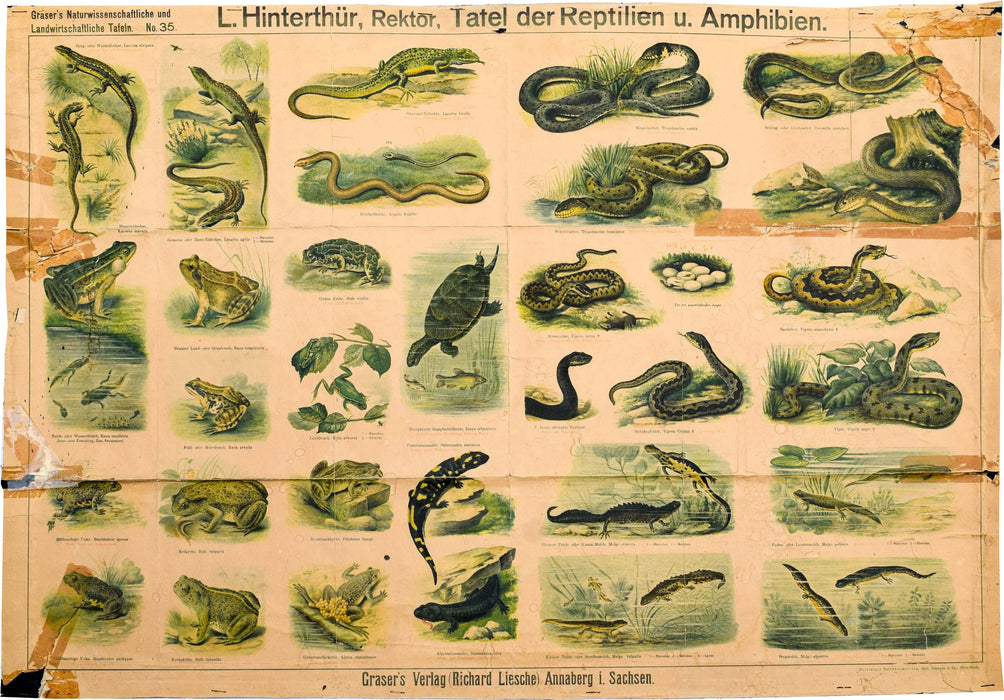 Reptiles and Amphibians, Vintage Wall Chart, 1890 - Josef und Josefine