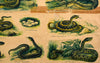 Reptiles and Amphibians, Vintage Wall Chart, 1890 - Josef und Josefine