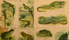 Reptiles and Amphibians, Vintage Wall Chart, 1890 - Josef und Josefine