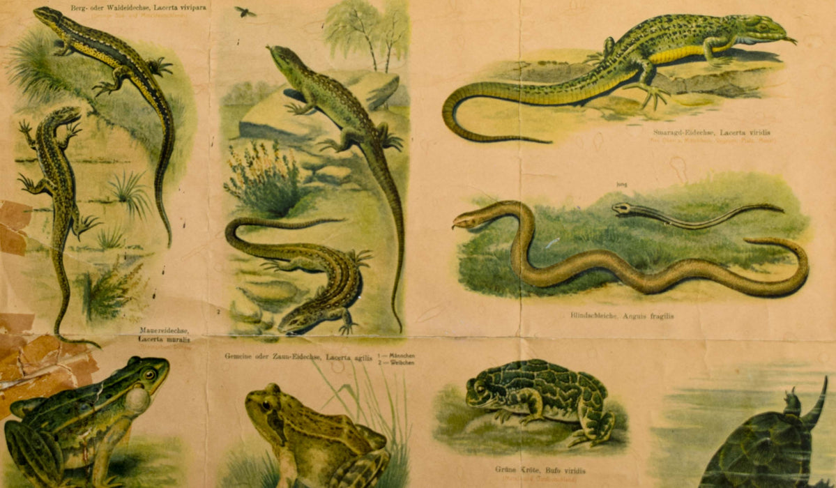 Reptiles and Amphibians, Vintage Wall Chart, 1890 - Josef und Josefine