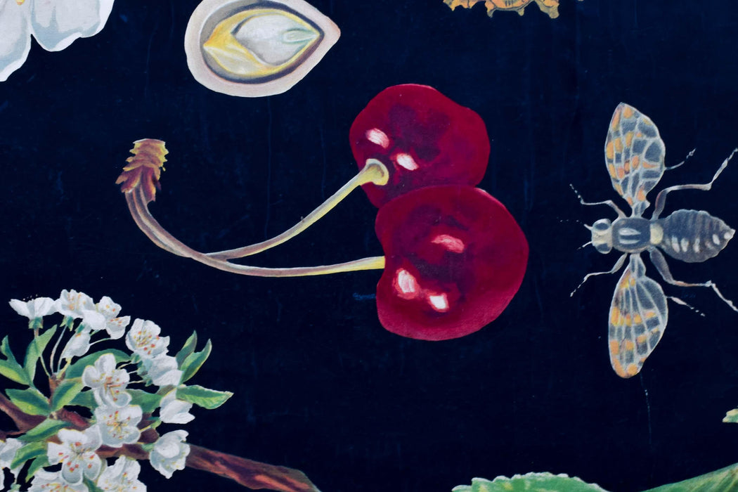 Cherry, Rare Vintage Botanical Wallchart, 1920 - Josef und Josefine
