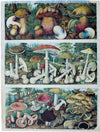 Mushrooms, Vintage Wall Chart, 1930 - Josef und Josefine
