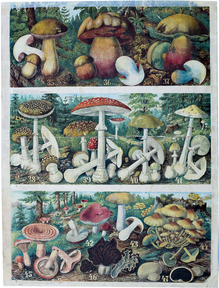 Mushrooms, Vintage Wall Chart, 1930 - Josef und Josefine