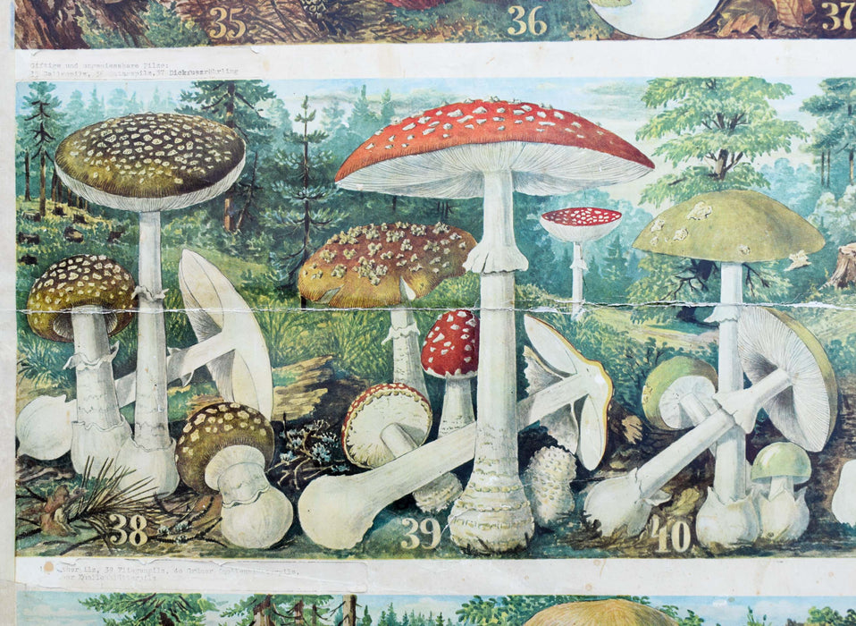 Mushrooms, Vintage Wall Chart, 1930 - Josef und Josefine