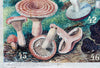 Mushrooms, Vintage Wall Chart, 1930 - Josef und Josefine