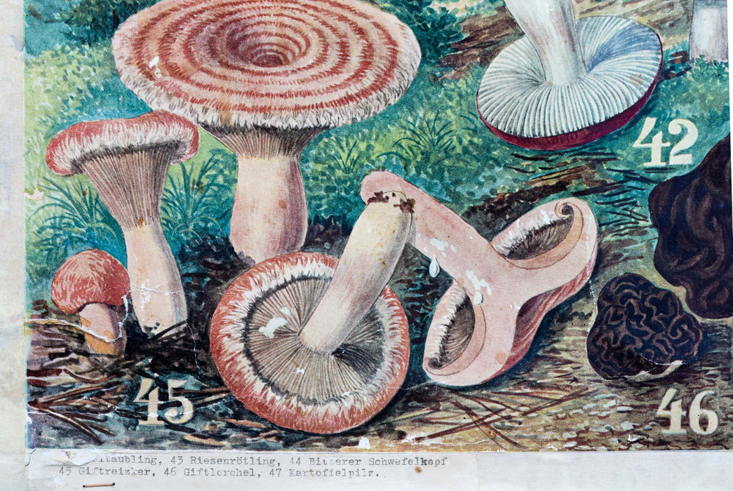 Mushrooms, Vintage Wall Chart, 1930 - Josef und Josefine