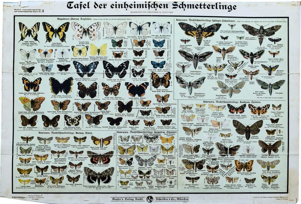 Butterflies, Vintage Wall Chart, 1950 - Josef und Josefine