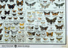 Butterflies, Vintage Wall Chart, 1950 - Josef und Josefine