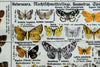 Butterflies, Vintage Wall Chart, 1950 - Josef und Josefine