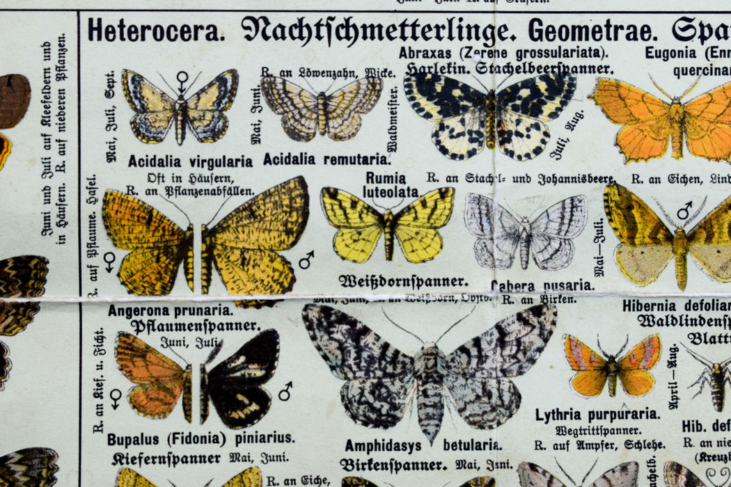 Butterflies, Vintage Wall Chart, 1950 - Josef und Josefine