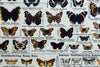 Butterflies, Vintage Wall Chart, 1950 - Josef und Josefine