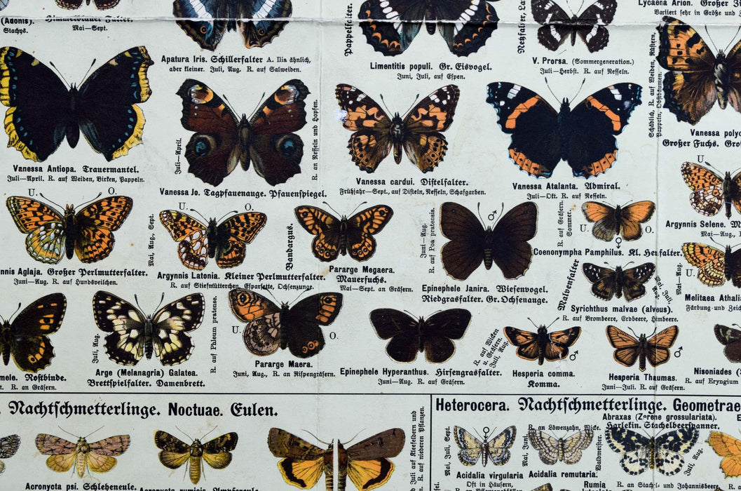 Butterflies, Vintage Wall Chart, 1950 - Josef und Josefine