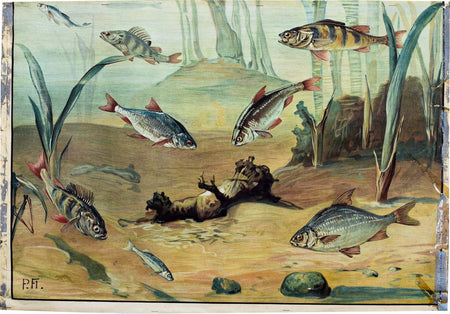 Fresh Water Fish, Vintage Wall Chart, 1950 - Josef und Josefine