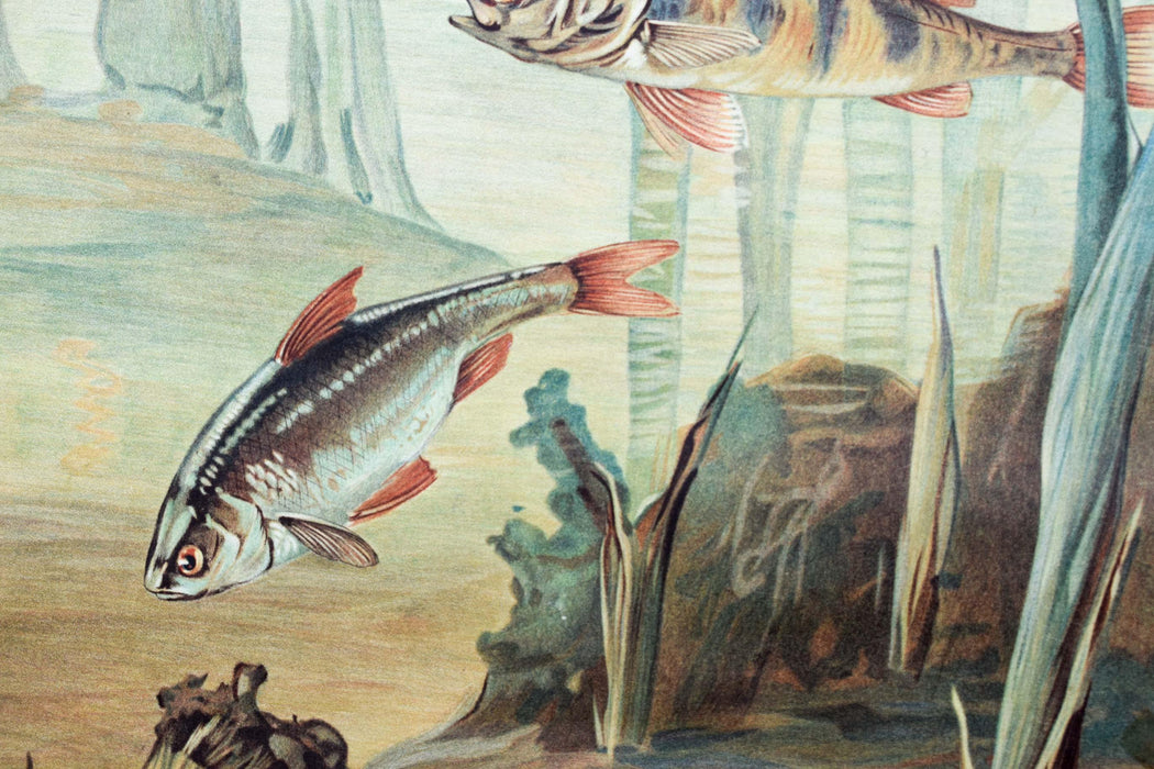 Fresh Water Fish, Vintage Wall Chart, 1950 - Josef und Josefine