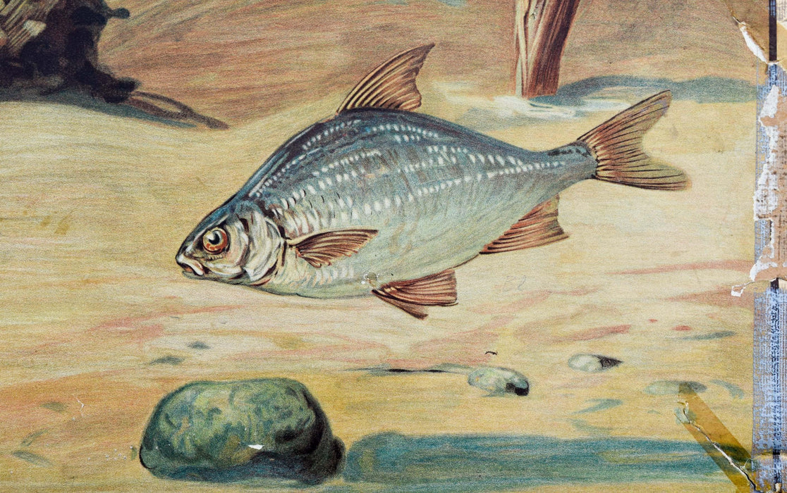 Fresh Water Fish, Vintage Wall Chart, 1950 - Josef und Josefine