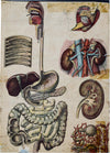 Human Digestive System, Vintage Wall Chart, 1920 - Josef und Josefine