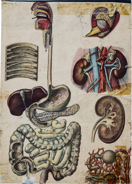 Human Digestive System, Vintage Wall Chart, 1920 - Josef und Josefine