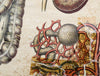 Human Digestive System, Vintage Wall Chart, 1920 - Josef und Josefine