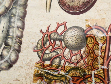 Human Digestive System, Vintage Wall Chart, 1920 - Josef und Josefine