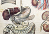 Human Digestive System, Vintage Wall Chart, 1920 - Josef und Josefine
