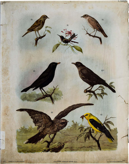 Birds, Vintage Wall Chart, 1890 - Josef und Josefine