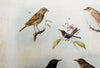 Birds, Vintage Wall Chart, 1890 - Josef und Josefine
