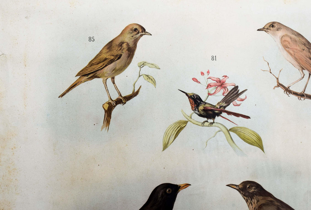 Birds, Vintage Wall Chart, 1890 - Josef und Josefine