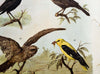 Birds, Vintage Wall Chart, 1890 - Josef und Josefine