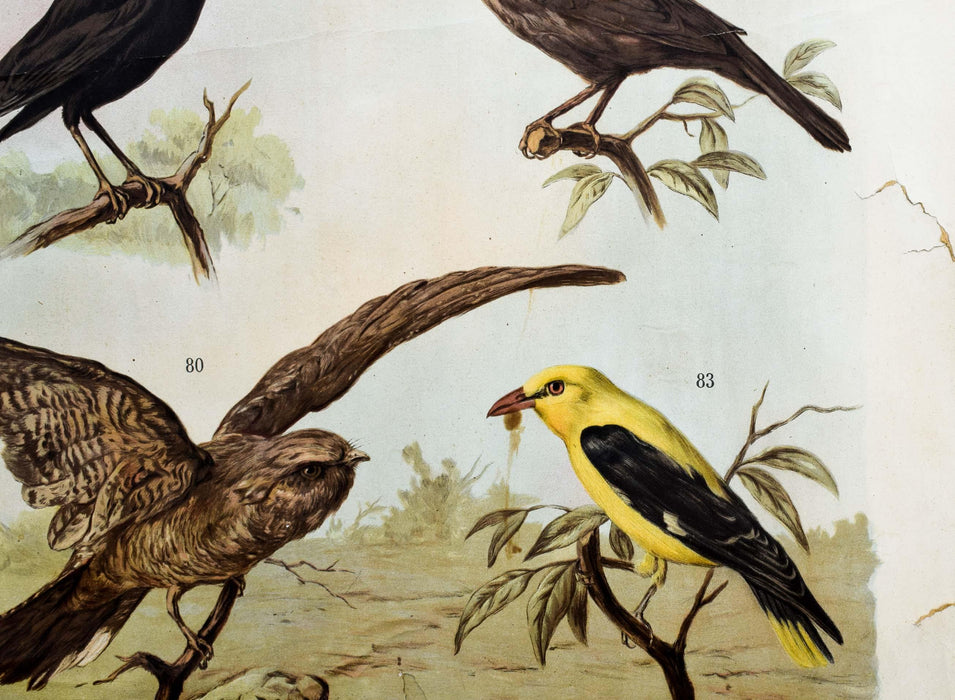 Birds, Vintage Wall Chart, 1890 - Josef und Josefine
