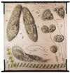 Pantoffeltierchen, parametium, Paul Pfurtscheller Zoological Wall Chart, , 1905 - Josef und Josefine