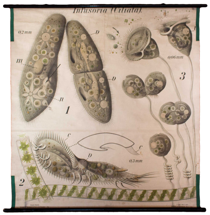 Pantoffeltierchen, parametium, Paul Pfurtscheller Zoological Wall Chart, , 1905 - Josef und Josefine