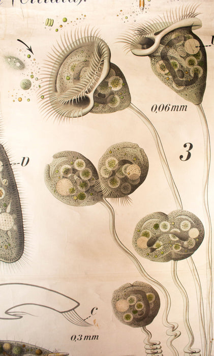 Pantoffeltierchen, parametium, Paul Pfurtscheller Zoological Wall Chart, , 1905 - Josef und Josefine