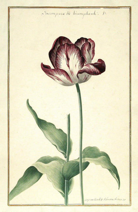 Flower, postcard - Josef und Josefine