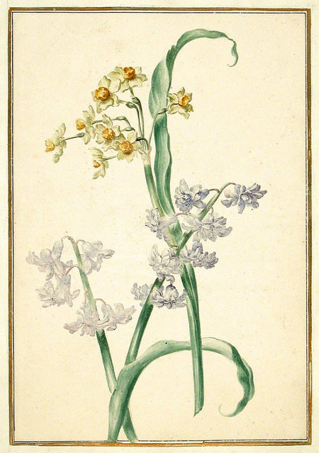 Flower, postcard - Josef und Josefine