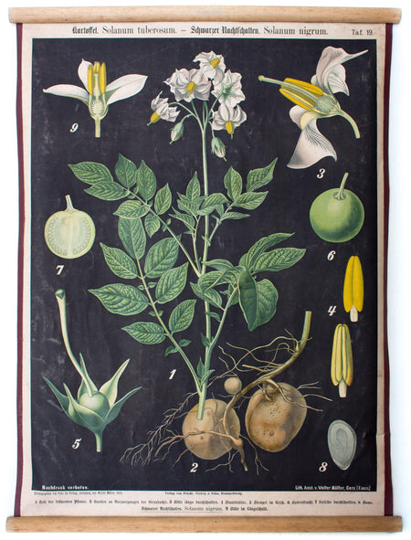 Kartoffel, Solanum tuberosum, Prof. Dr. Pilling, 1916 - Josef und Josefine