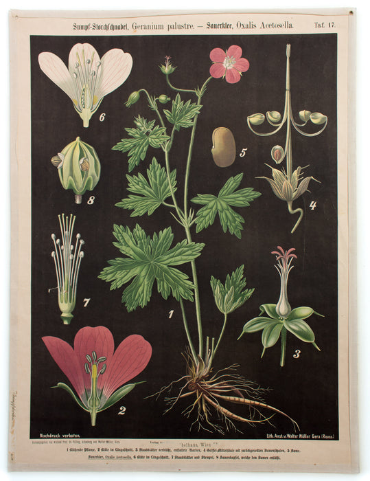 Sumpf-Storchschnabel, Sauerklee, Oxalis Acetosella, Prof. Dr. Pilling, 1916 - Josef und Josefine