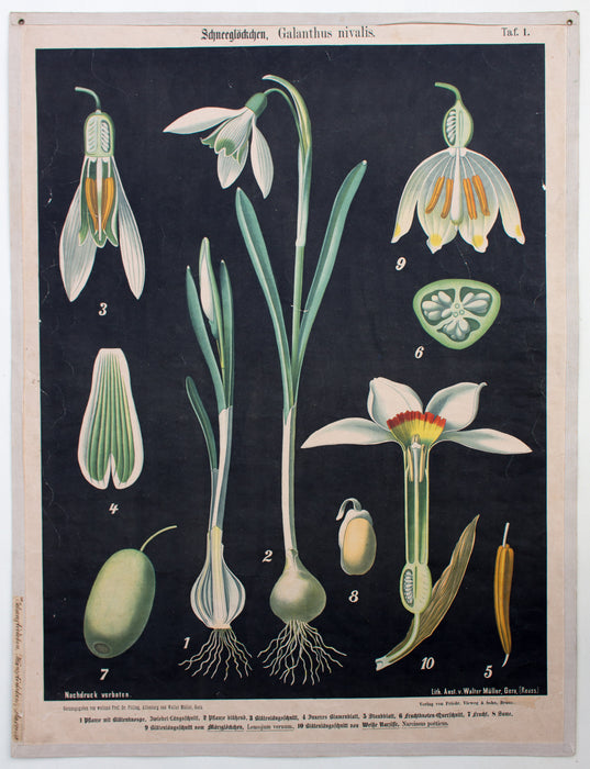 Schneeglöckchen, Galanthus nivalis, Prof. Dr. Pilling, 1916 - Josef und Josefine