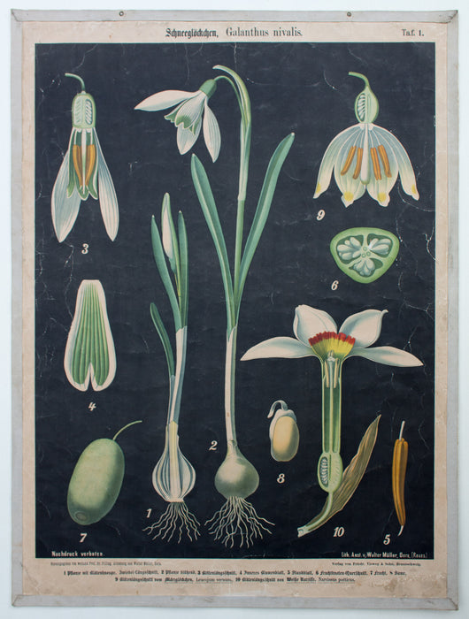 Schneeglöckchen, Galanthus nivalis, Prof. Dr. Pilling, 1916 - Josef und Josefine